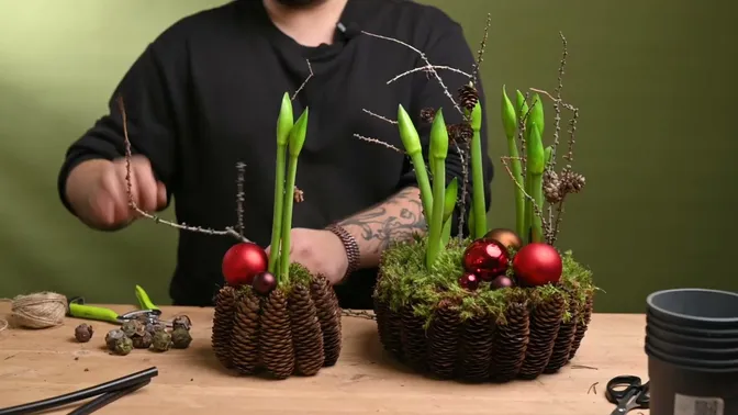 Two cone-covered amaryllis planters in different sizes, with green buds, red baubles and bare larch twigs.