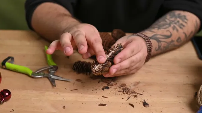 A spruce cone split lengthwise, with its flat inner face held toward the viewer and pruning shears on the table.