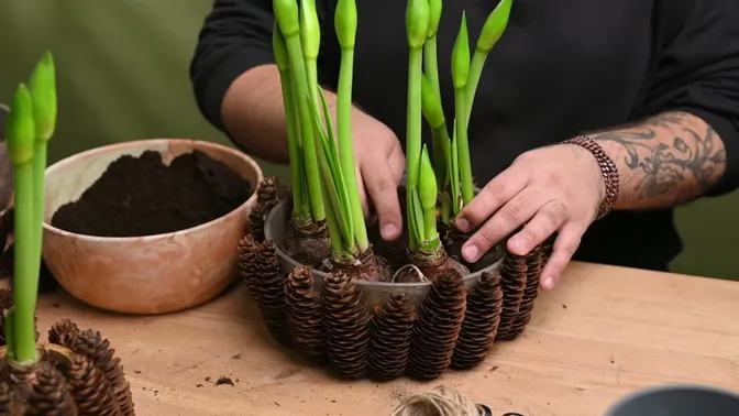 Amaryllis bulbs grouped in the larger cone-covered bowl, with green buds standing above the exposed upper parts of the bulbs.