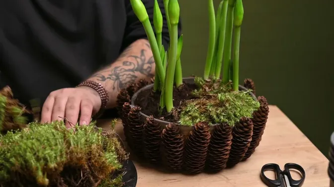 Green moss being laid over the potting mix between the amaryllis bulbs and the cone-covered rim.